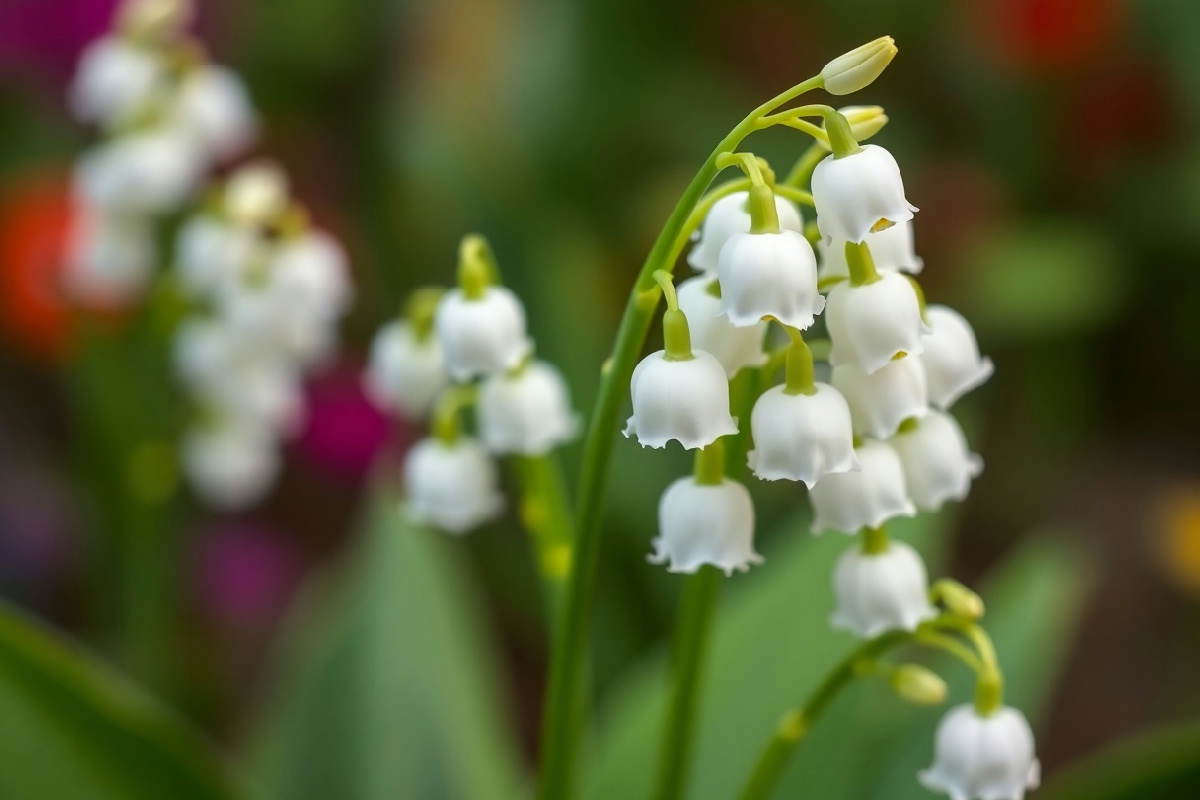 Mughetto in giardino: 5 segreti per coltivare questa pianta profumata e affascinante